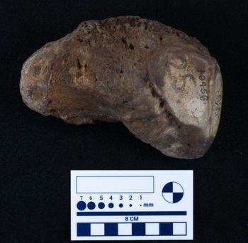 Media type: image;   Vertebrate Paleontology VPM-15735 Description: Photograph of a tarsal bone of MCZ VPM-15753, Mammuthus primigenius.;